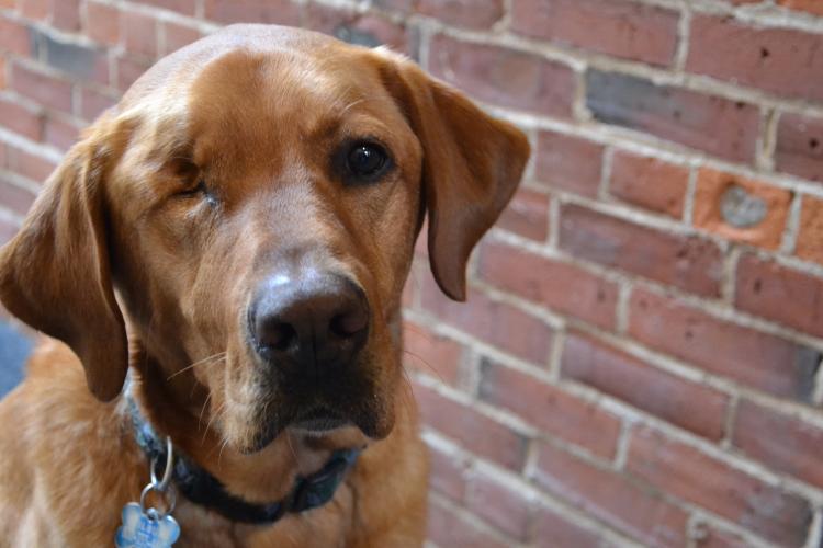 Wilbur the dog in his staff portait