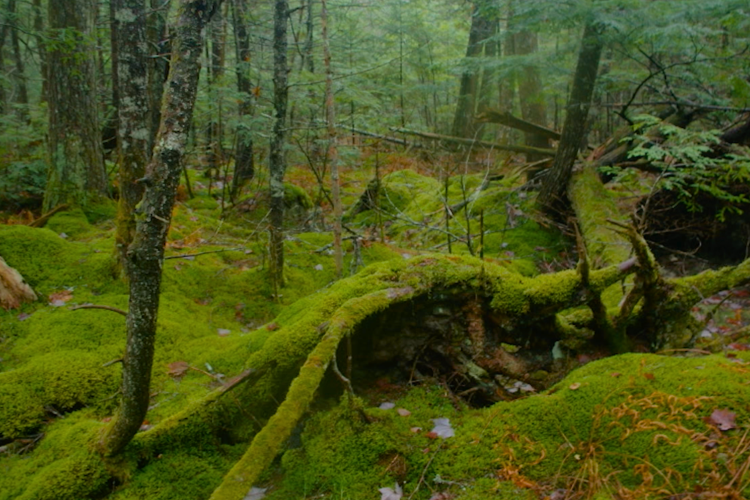 A mossy forest scene - calm, quiet, lush and green