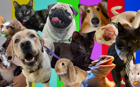 A collage of adrobale cats, dogs, hamsters, on a color bars background