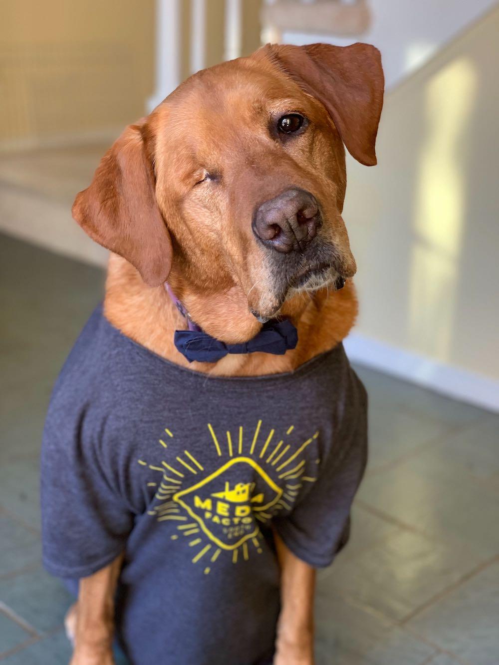 Wilbur the dog wearing a tshirt and bow tie