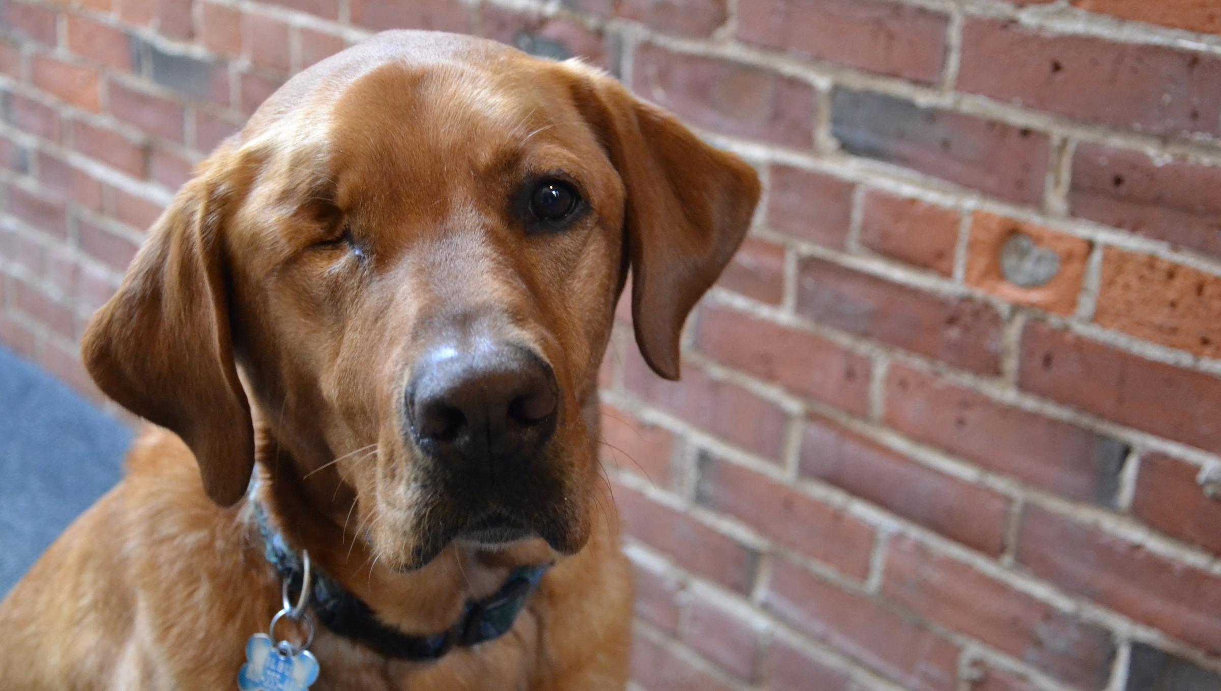 Wilbur the dog in his staff portait