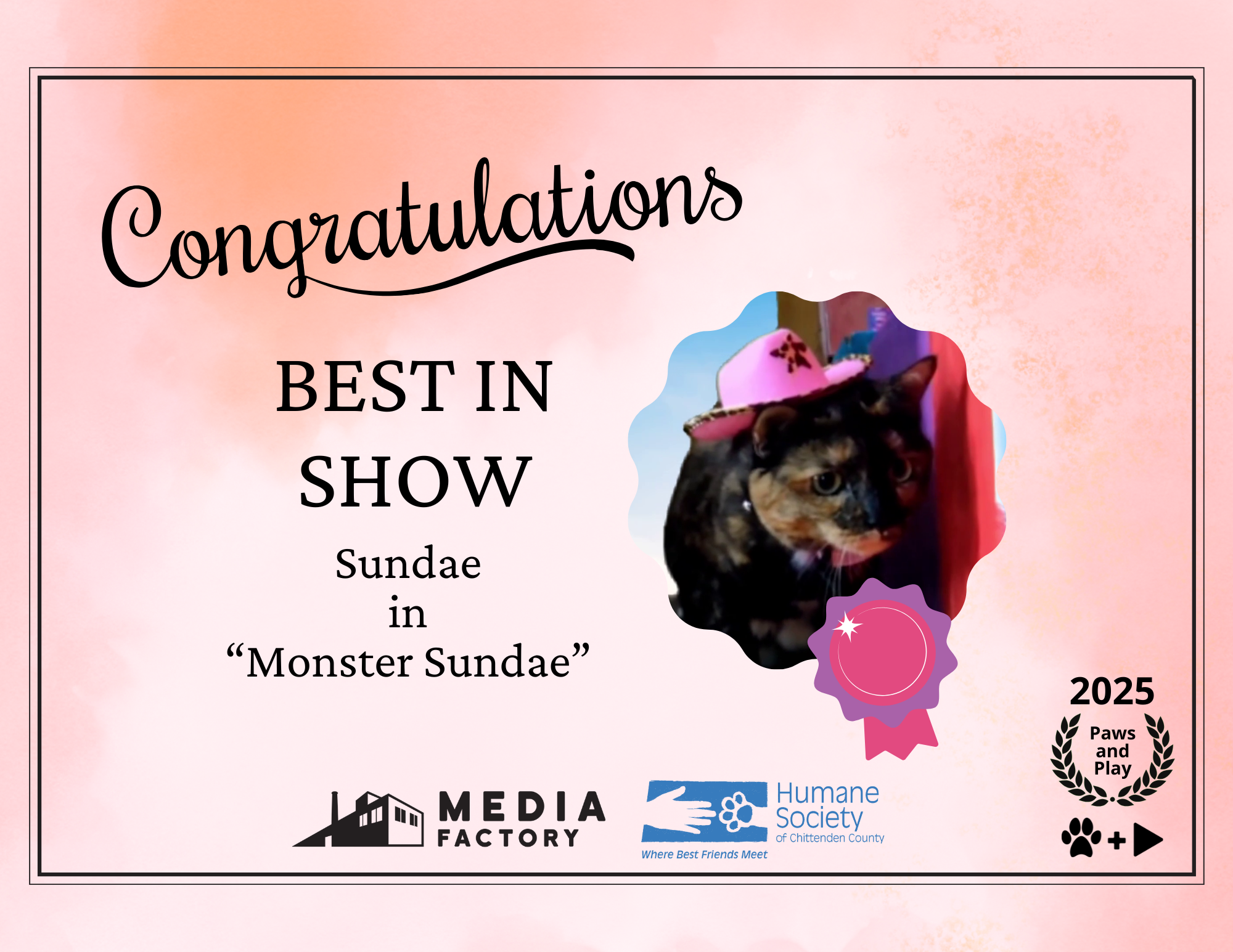 Sundae the cat best in show winner paws and play 2025