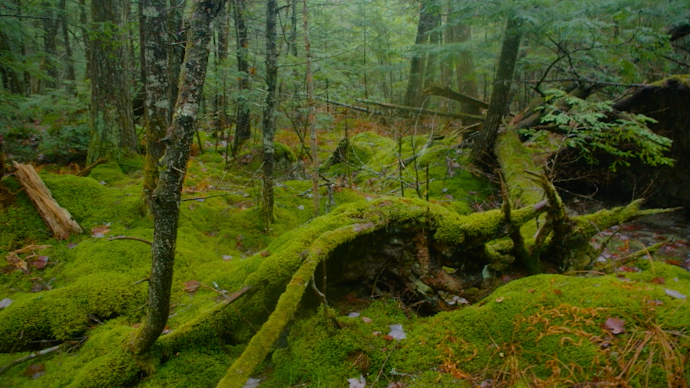 A mossy forest scene - calm, quiet, lush and green